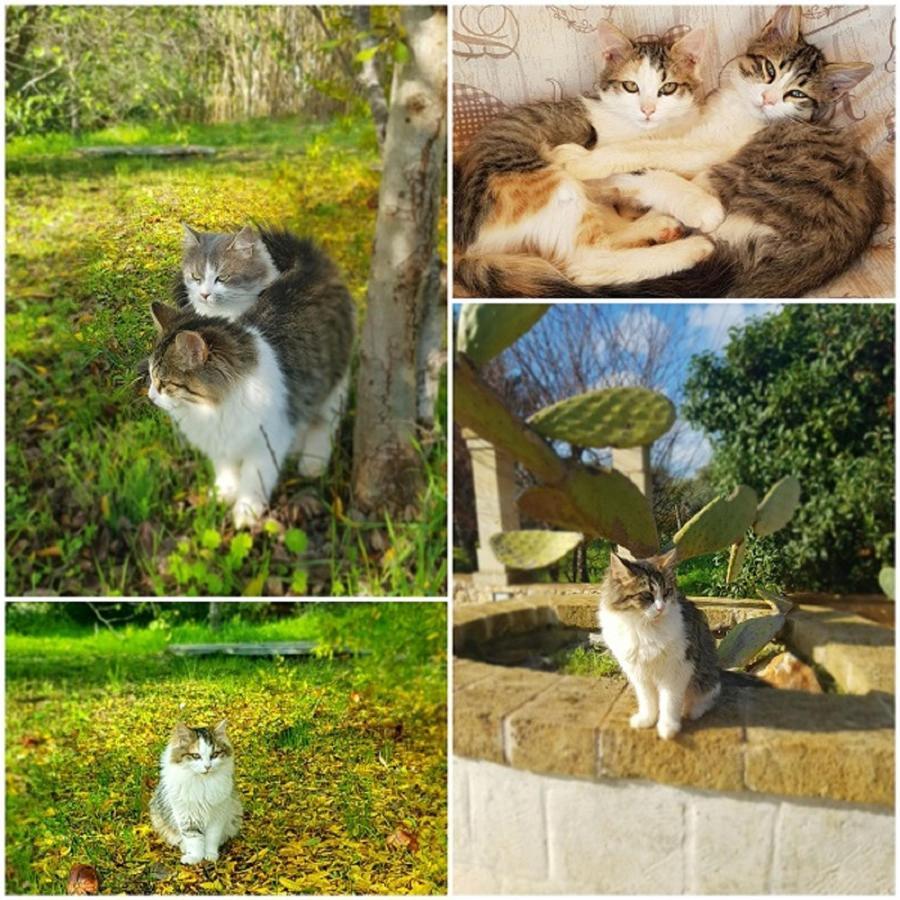 Trulli Aurasia Ostuni Εξωτερικό φωτογραφία