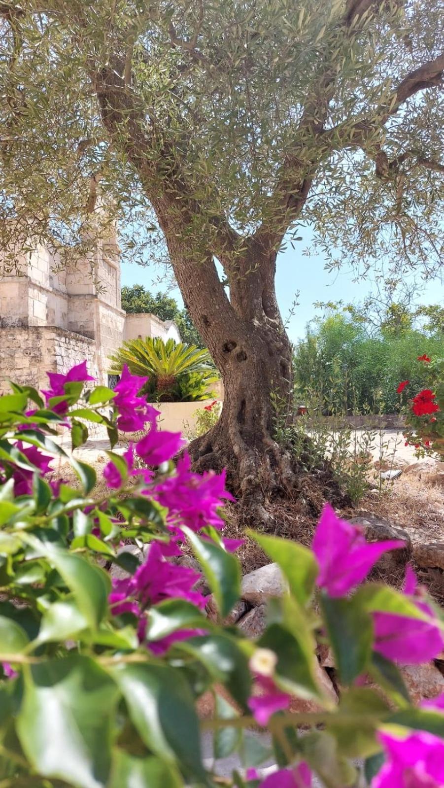 Trulli Aurasia Ostuni Εξωτερικό φωτογραφία
