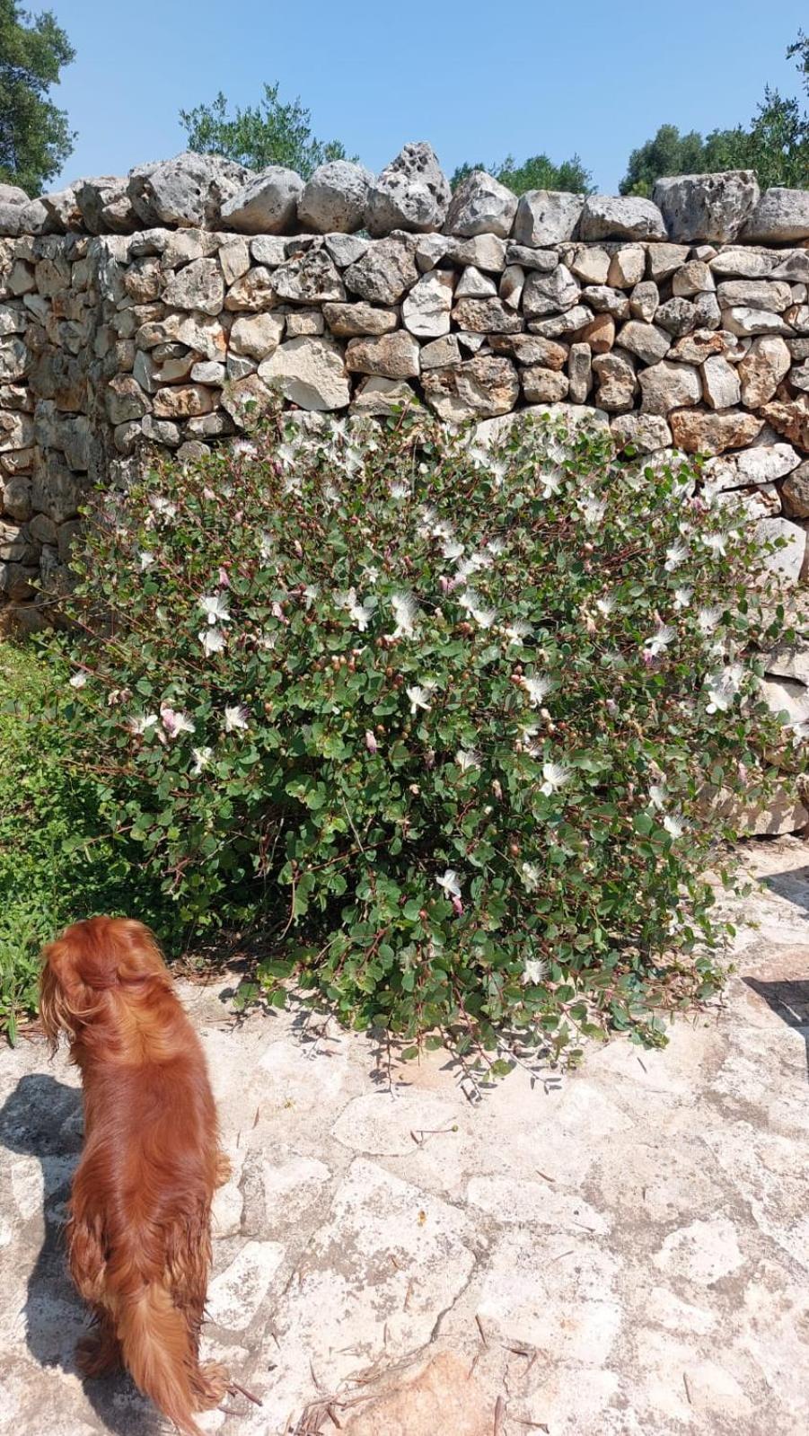 Trulli Aurasia Ostuni Εξωτερικό φωτογραφία